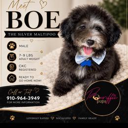 BOE - Silver male Maltipoo puppy in Spring Lake, North Carolina from Pawriffic Pups