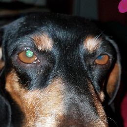 Dachshunds from Marie's Dachshunds