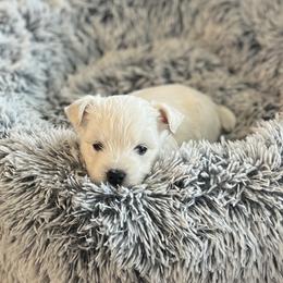 Pink - White female West Highland White Terrier puppy in Kuna, Idaho from Treasure Valley Idaho Westies