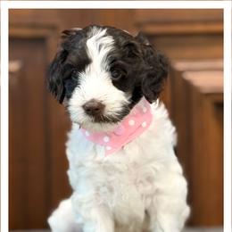 Miss Light Pink - Chocolate female Australian Labradoodle puppy in Wake Forest, North Carolina from Lucky Country Labradoodles