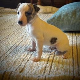 Rose - White and fawn brindle female Whippet puppy in Oneida, Tennessee from Saving Grace