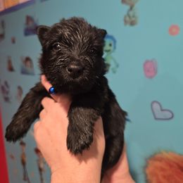 Duncan black boy - Black male Scottish Terrier puppy in Mount Vernon, Washington from Scottish Terrier Sandra T