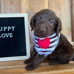 Tucker - Chocolate male Labradoodle puppy in English, Indiana from Doodle Darlings