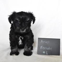 Ariel - Black and silver female Miniature Schnauzer puppy in Caldwell, Idaho from Nichols Miniature Schnauzers