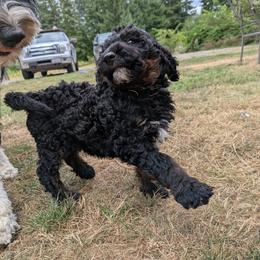 Louie - Black phantom male Aussiedoodle puppy in Yacolt, Washington from Aussiedoodles by Maggie