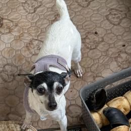 Dezi - White black and tan female Toy Fox Terrier puppy in Clermont, Florida from Debbie Hiles's Toy Fox Terriers