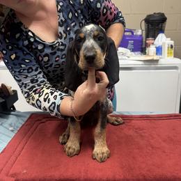Blue - Blue ticked and tan male Bluetick Coonhound puppy in Cherryville, North Carolina from Evenstar-WesRidge Bluetick Hounds