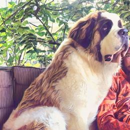 Saint Bernards from Magnolia Hill Saint Bernards