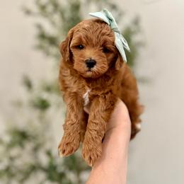 Sugar girl - Red  female Goldendoodle puppy in Rio Linda, California from Plush Doodles