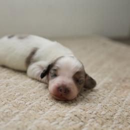 JOHNNY - Dapple male Dachshund puppy in Indiantown, Florida from Turquoise River Minature Dachshunds