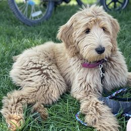 Goldendoodle Puppies from Golden Rule Doodles
