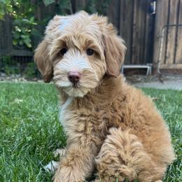 Nina - Caramel female Australian Labradoodle puppy in Elk Grove, California from Sacto Labradoodles