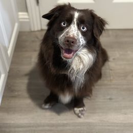 Ollie - Miniature Australian Shepherd
