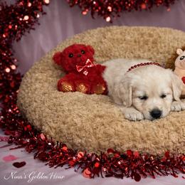 Harry -B1 - Light golden male Golden Retriever puppy in Holly, Michigan from Nina's Golden hour