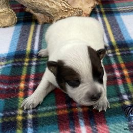 Queen Girl 3 - Red speckled female Australian Cattle Dog puppy in Monroe, Louisiana from The Sweet Kennels