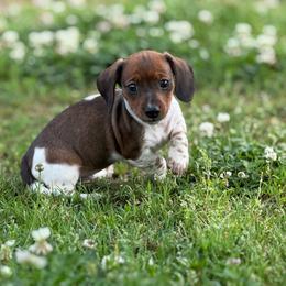 Shorty - smooth 1800 - Red male Dachshund puppy in Nashville, Arkansas from Whisenhunt Farms