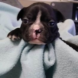 Boston Terrier Puppies from Shadow Town Boston's