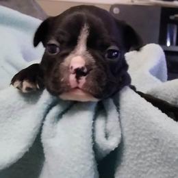 Boston Terrier Puppies from Shadow Town Boston's