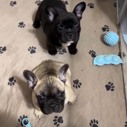 French Bulldog and Rottweiler Puppies from Von Darr Kennels