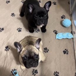 French Bulldog and Rottweiler Puppies from Von Darr Kennels