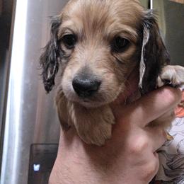 Boy 3 - Cream male Dachshund puppy in Sour Lake, Texas from Rigdon's dachshunds