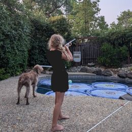 Wirehaired Pointing Griffons from American River Wirehaired Pointing Griffons