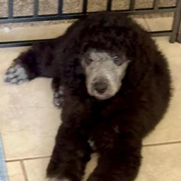 Ozzy - Silver male Poodle puppy in Lynn Haven, Florida from Standard Poodles