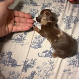 Female 1 - Dapple female Dachshund puppy in Onalaska, Texas from Nicholes Doxies