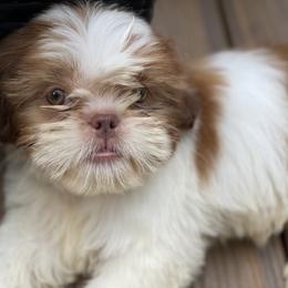 Girl 3 Little Eva - Liver and white female Shih Tzu puppy in Troy, Michigan from "Shihtzu Best Friend"