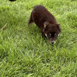 BTF2 - Black tri female Miniature Australian Shepherd puppy in Lexington, Nebraska from Osborne's Aussies