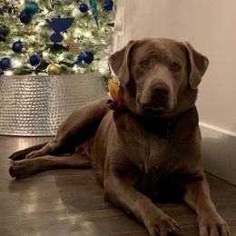 Blue Belle - Labrador Retriever