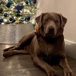 Blue Belle - Labrador Retriever