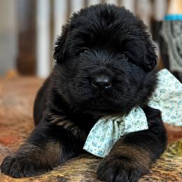 Green Collar - Male - Black and red male German Shepherd puppy in Charlotte, North Carolina from Zuflucht K9s