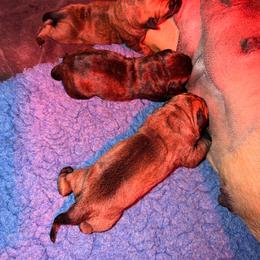 Cinder - Red female Bullmastiff puppy in San Antonio, Texas from Blushing Dawn Bullmastiffs