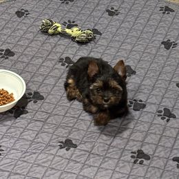 Blue collar - Black and tan male Yorkshire Terrier puppy in Estiffanulga, Florida from Halls Tiny Yorkies