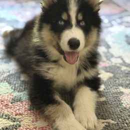Native American Indian Dog Puppies from Seven Sisters Canids