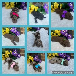 Goldendoodle Puppies from Hopeful Heart Doodles