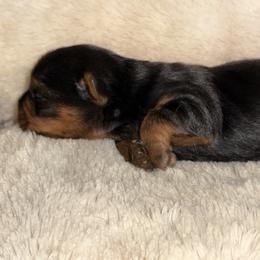 Girl - Black and gold female Yorkshire Terrier puppy in Mesquite, Texas from Small Pawz Yorkies