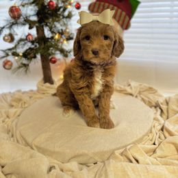 Goldendoodle Puppies from Duck River Goldendoodles