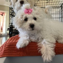 Maltipoo puppies from Mary's Maltipoos