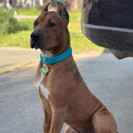 HONEY - Fawn sable female American Bully puppy in Texas from TEXAS BULLY FAMILY