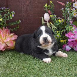 Grumpy - Black & white male Australian Shepherd puppy in Fallon, Nevada from Double H Australian Shepherds