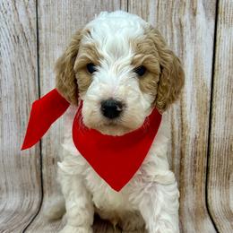 Red Male - Parti male Goldendoodle puppy in Great Falls, Montana from Montana Goldendoodles