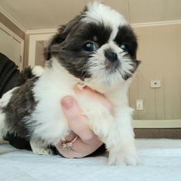 Beulah - Blue and white female Shih Tzu puppy in Brodnax, Virginia from K.B's