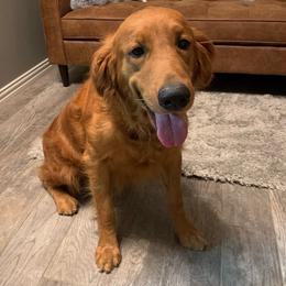Ivey - Golden Retriever