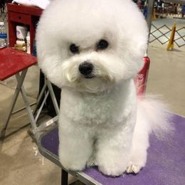Chiqui - Bichon Frise