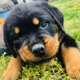 Rottweiler Puppies from Lexi’s Dream