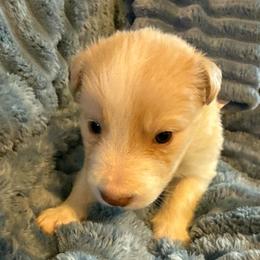Athena - White and gold female Border Collie puppy in Mckinney, Texas from Border Collies of Ruidoso
