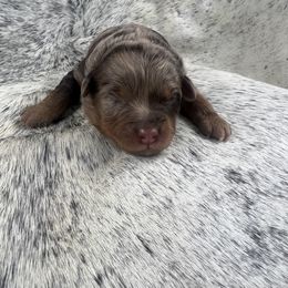 Girl 1 - Red merle female Aussiedoodle puppy in Dysart, Iowa from Graceful Acres