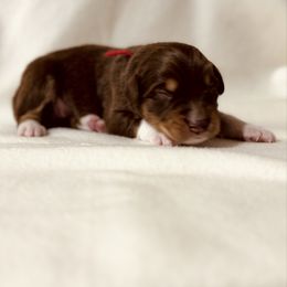 Red Ribbon Red Tri Boy - Red tri-color male Australian Shepherd puppy in Dundee, Ohio from Aussies Of Circle H
